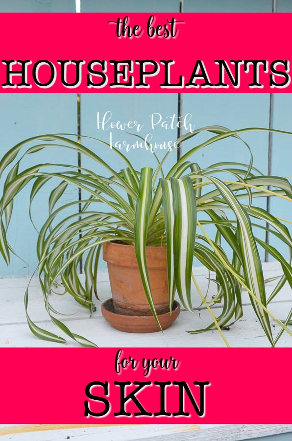 Spider plant with text overlay, Best plants for your skin,