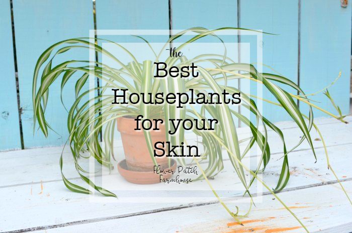 Best Houseplants for your Skin