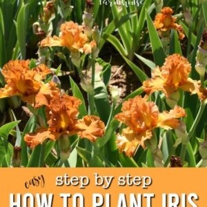 Beautiful orange iris with text overlay, step by step how to plant iris for masses of bloom, flower patch farmhouse