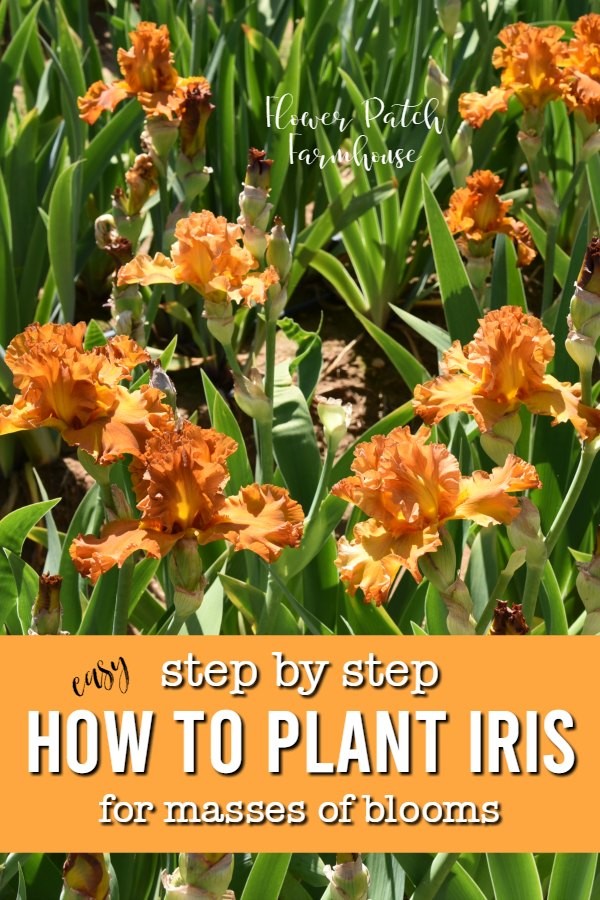 Beautiful orange iris with text overlay, step by step how to plant iris for masses of bloom, flower patch farmhouse