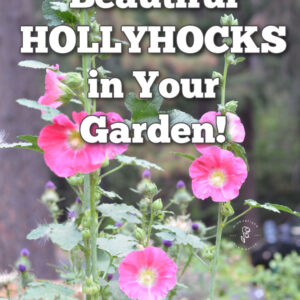 pink hollyhocks in a garden with text overlay: Grow Beautiful Hollyhocks in Your Garden! simple tips and tricks for success. flowerpatch farmhouse dot com