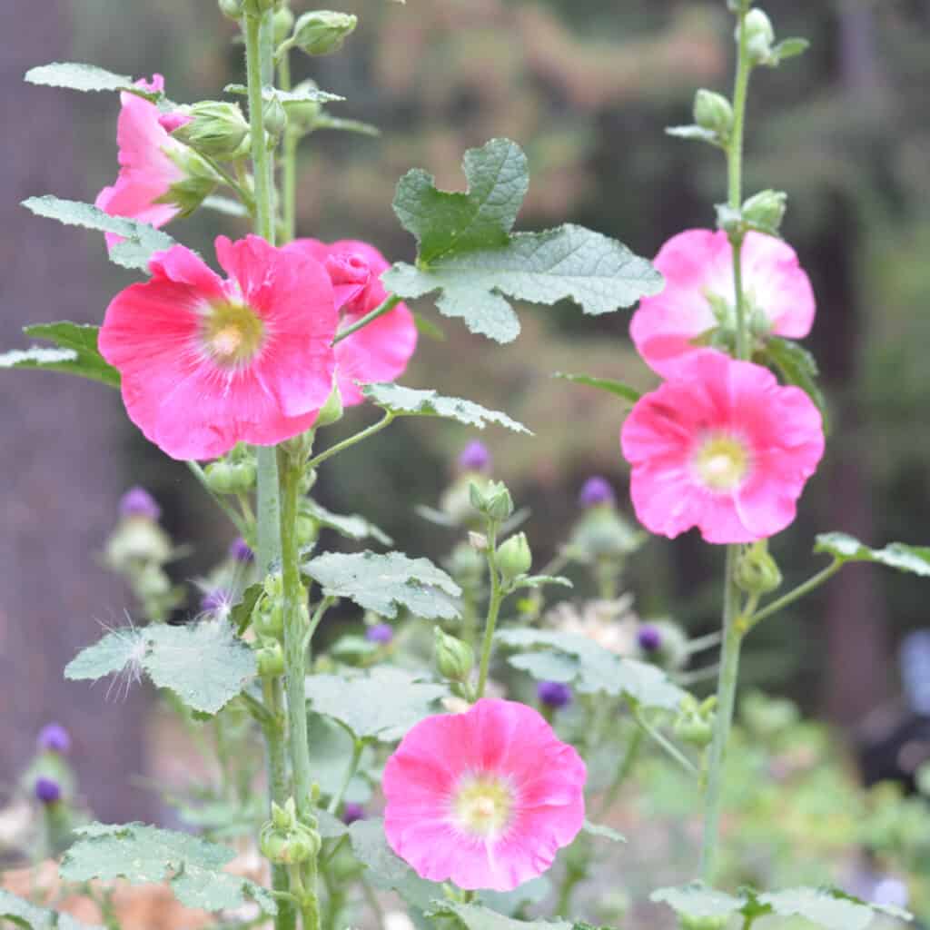 bright pink hollyhocks at Flower Patch Farmhouse