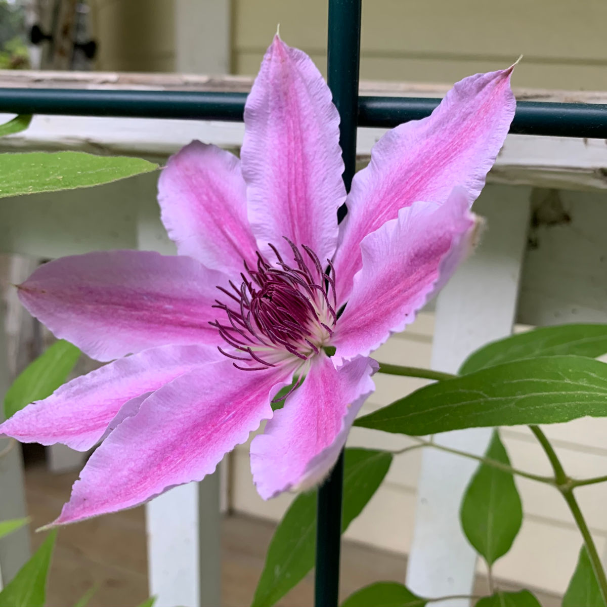 bees jubilee clematis flower close up, light pink with darker pink center