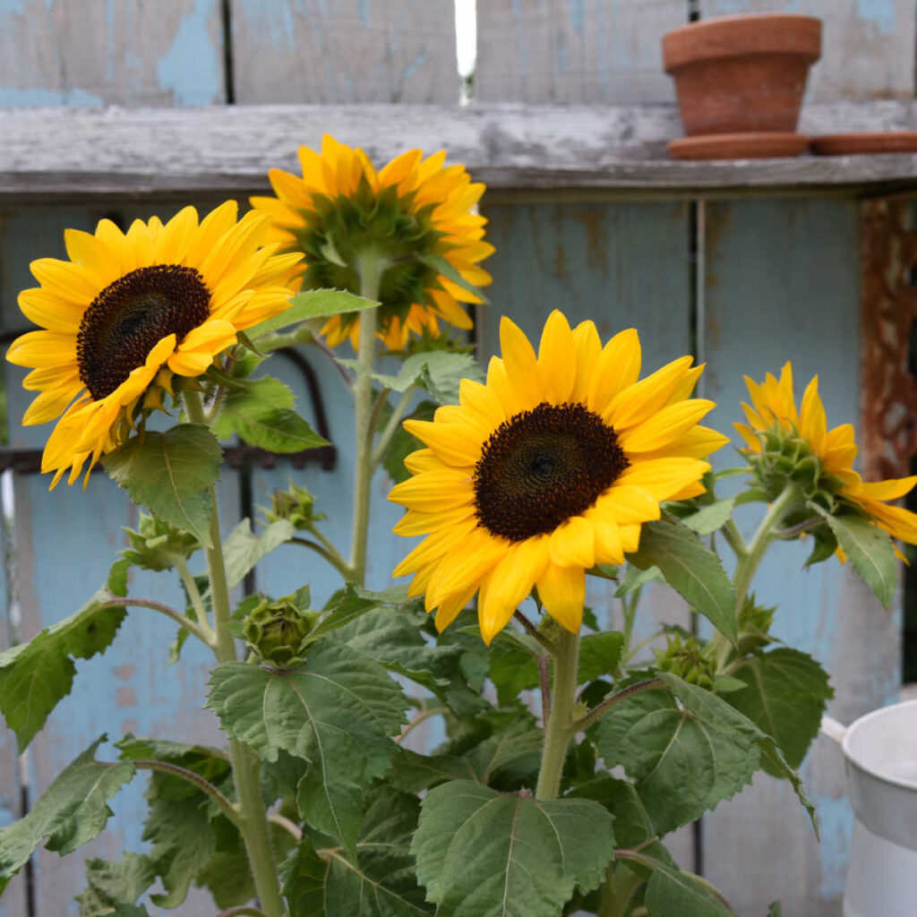 sunflowers, start an easy garden