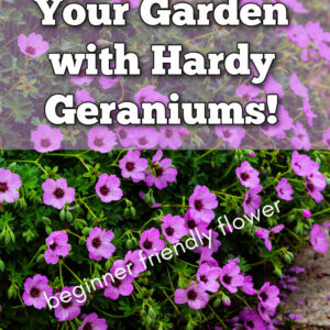 hardy geraniums also known has cranesbill growing in a garden with text overlay: transform your garden with hardy geraniums, beginner friendly flower, flower Patch farmhouse dot com