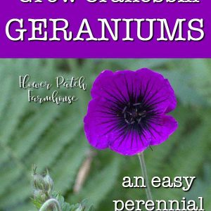 Dragon Heart Hardy Cranesbill Geranium, how to Grow hardy geraniums, Flower Patch Farmhouse