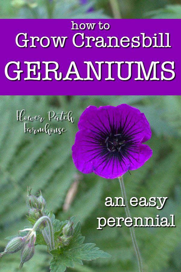 Dragon Heart Hardy Cranesbill Geranium, how to Grow hardy geraniums, Flower Patch Farmhouse