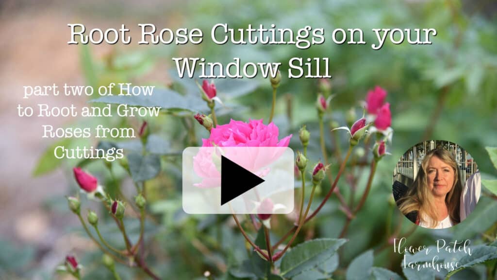 Rooting roses video photo