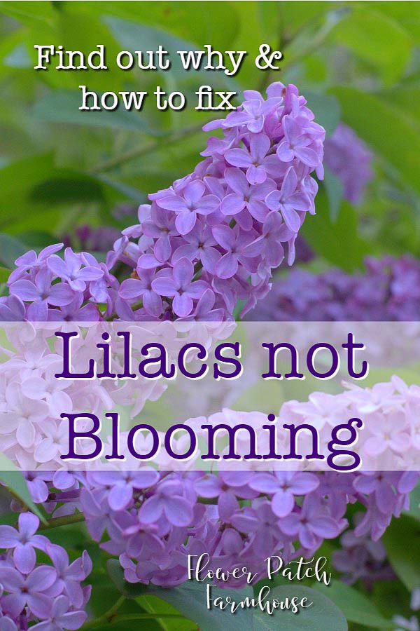 Lilac blooms with text overlay, Lilacs not Blooming, find out why and how to fix, Flower Patch Farmhouse