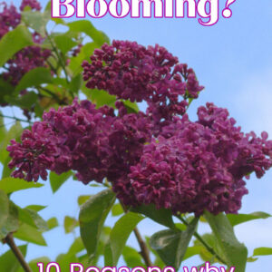 burgundy lilac bloom with text overlay, Lilacs not Blooming? 10 Reasons why and how to fix it!