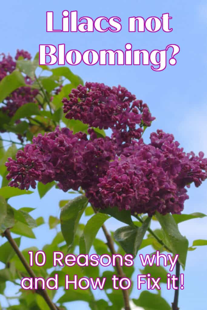 burgundy lilac bloom with text overlay, Lilacs not Blooming? 10 Reasons why and how to fix it!