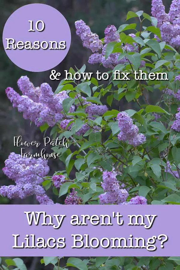 Lilac Not Blooming Fix It Flower Patch Farmhouse
