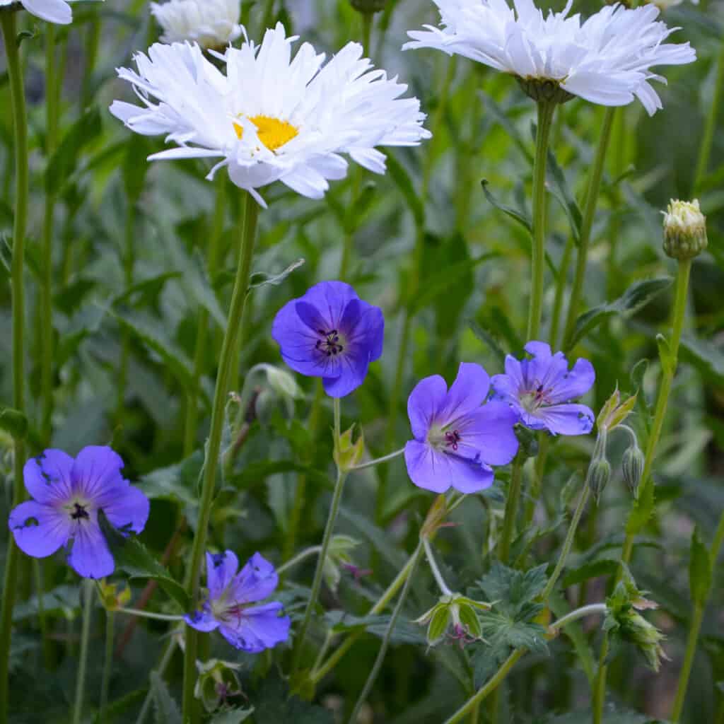 Rozanne perennial geranium,also called hardy geranium or cranesbill, in garden with daisies.