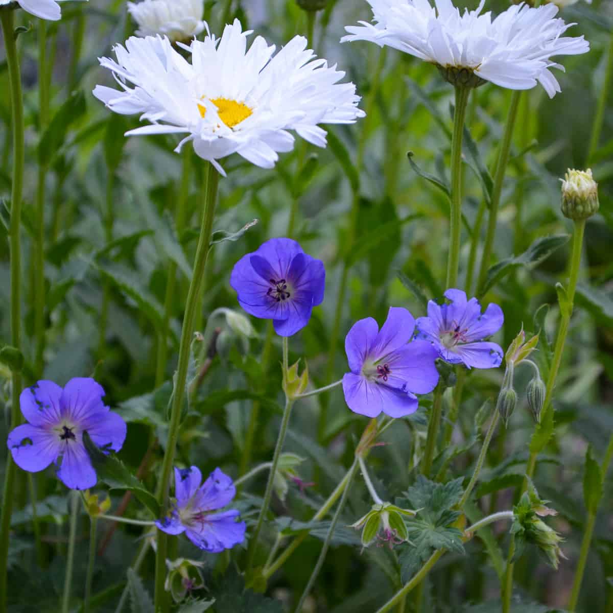 Rozanne perennial geranium,also called hardy geranium or cranesbill, in garden with daisies.
