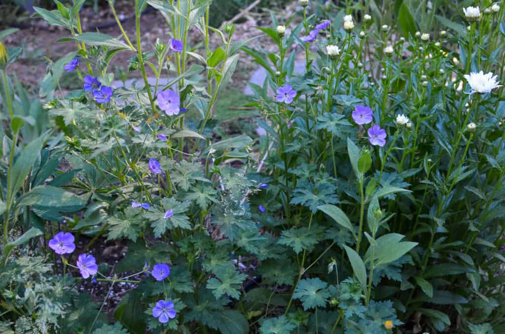 Tiny monster perennial hardy geranium