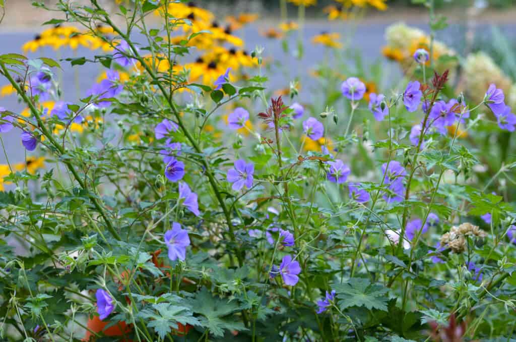 perennial hardy geraniums with black eyed susans