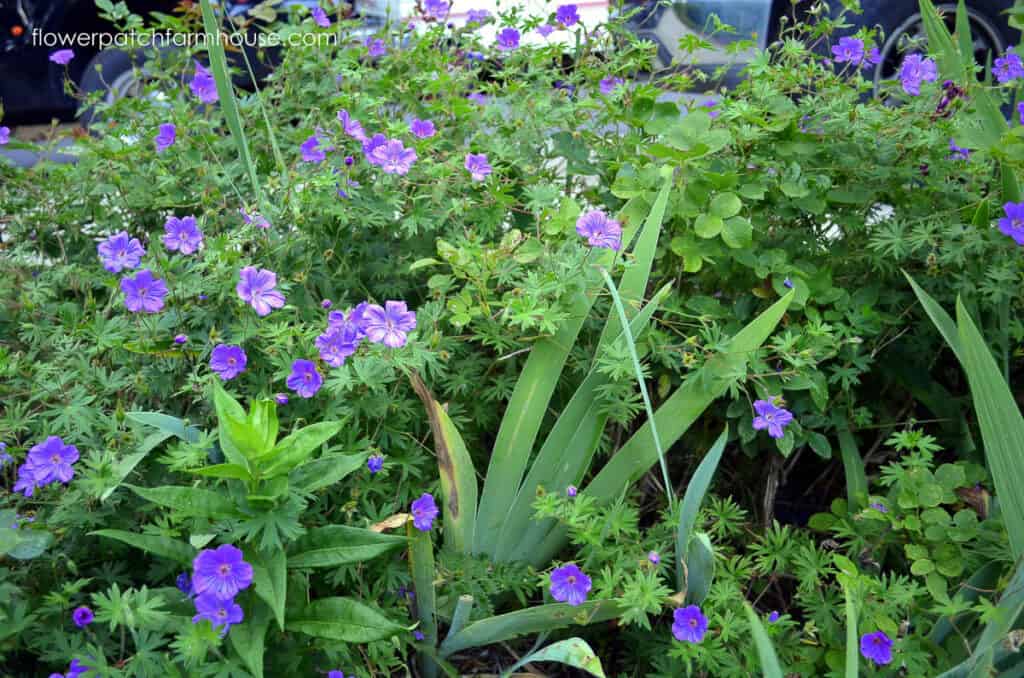 cranesbill geranium, hardy geranium or perennial geranium rozanne