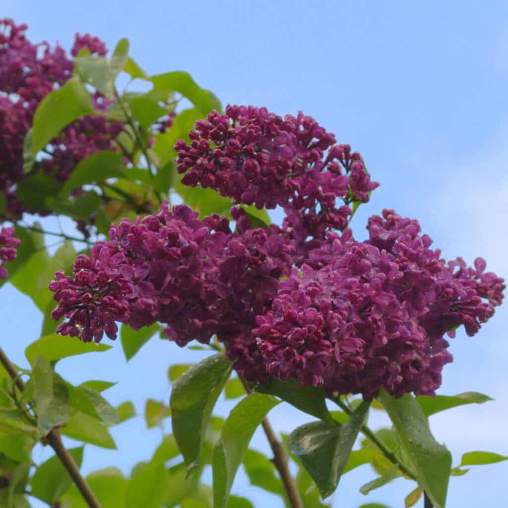 dark purple lilac bloom flower