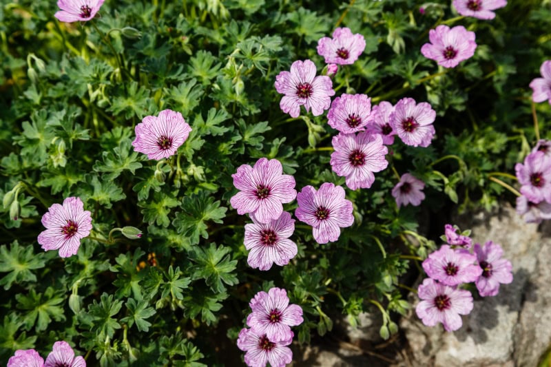 pink hardy geranium in garden bloom prolically, cranesbill geraniums, perennial geranium