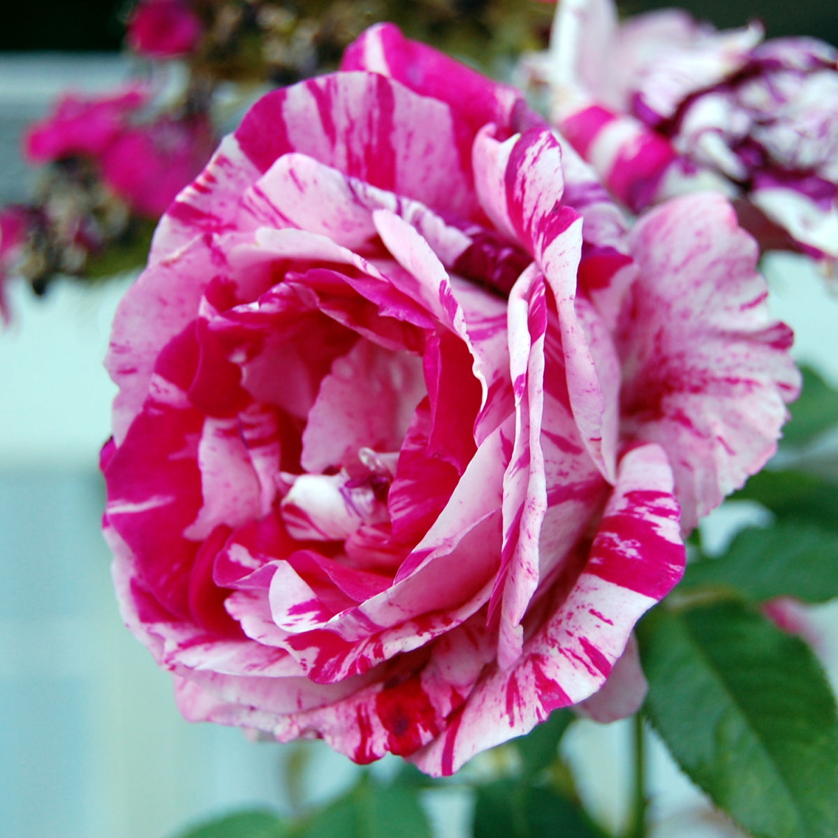 easiest ways to Root Roses from Cuttings