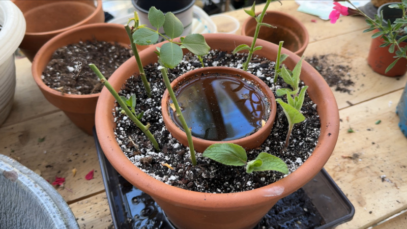 a terra cotta pot nested in another terra cotta pot with soil and cuttings nestled between Flower Patch Farmhouse dot com