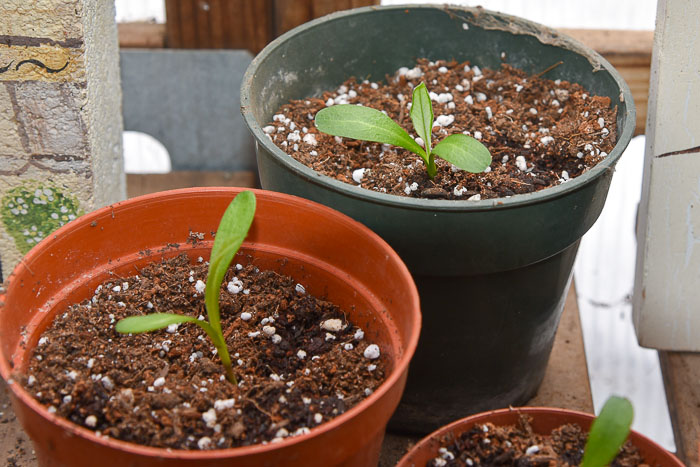 seedlings in small pots