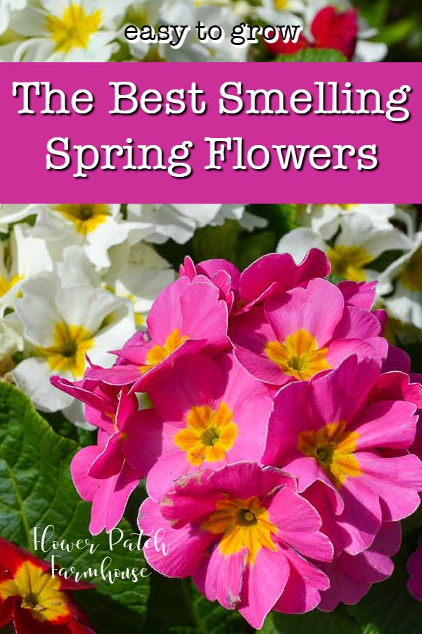 Best Smelling Spring Plants for Your Garden Flower Patch Farmhouse