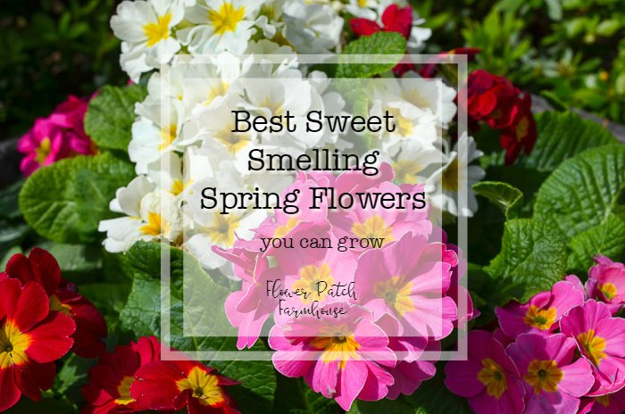 Best Smelling Spring Plants for Your Garden