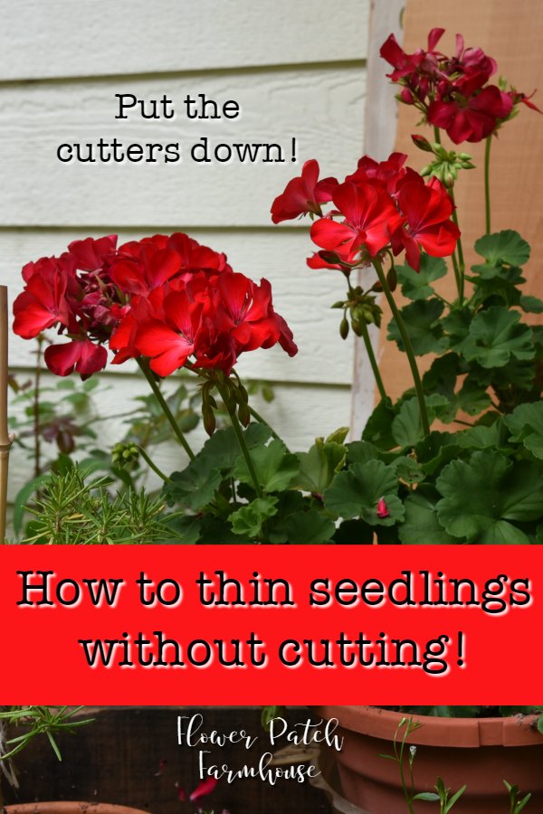 red geraniums with text overlay, How to thin seedlings without cutting!, Flower Patch Farmhouse