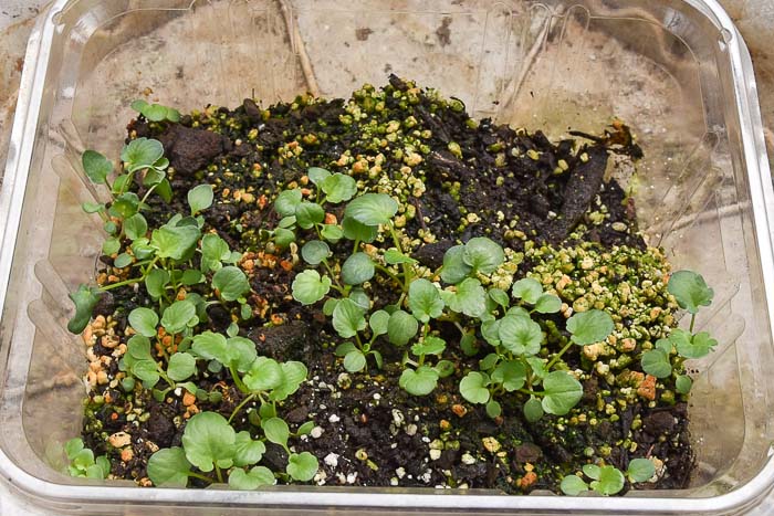 plastic tub of pansy seedlings ready to thin and pot up