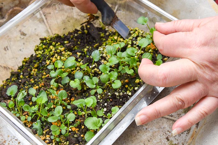 pansy seedling being lifted out of growing container to be transplanted