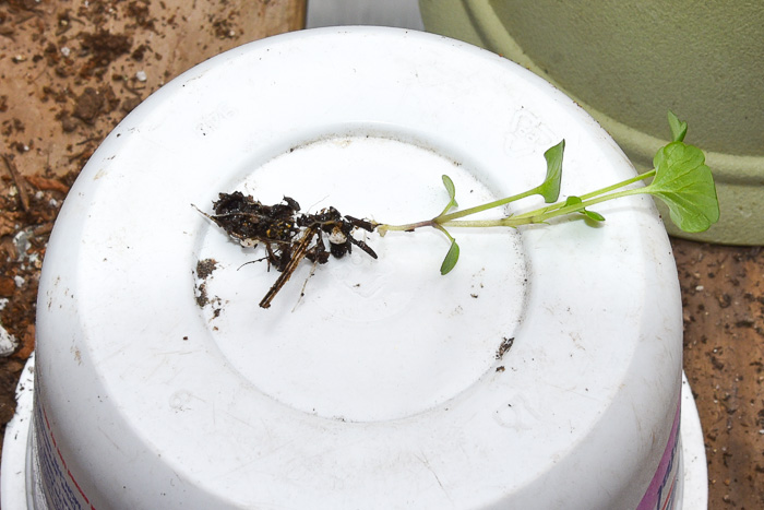 Pansy seedling with roots showing