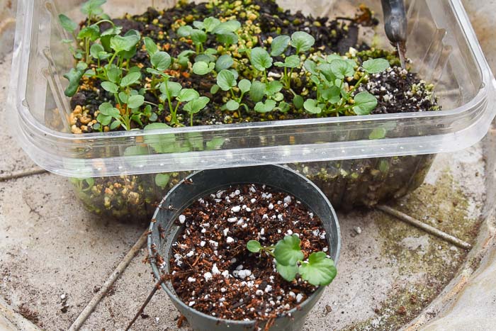 Pansy seedling in 3 inch pot, Flower Patch Farmhouse, thinning and potting up seedlings