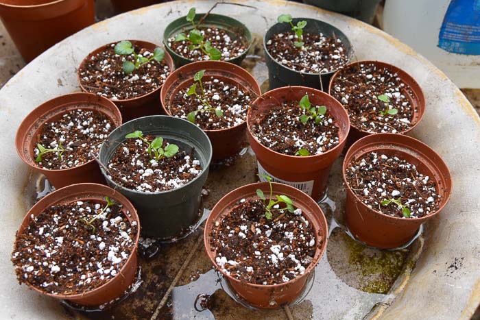 Pansy seedlings in small 3 inch pots, Thinning and potting up seedlings, Flower Patch Farmhouse