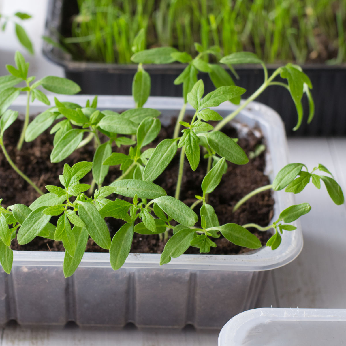 tomato seedlings in a recycled container sitting on white table