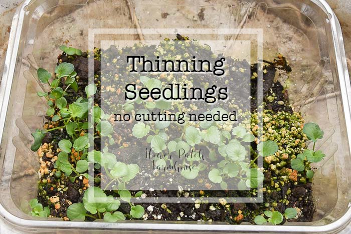 Thin Seedlings without Cutting Them