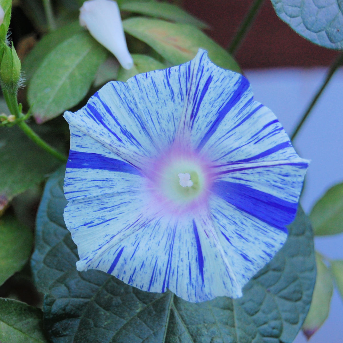 tye die morning glory flower, white with blue and lavender splotches growing in the garden