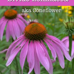 Purple coneflower with text overlay, easily divide echinacea aka coneflower, flower patch farmhouse
