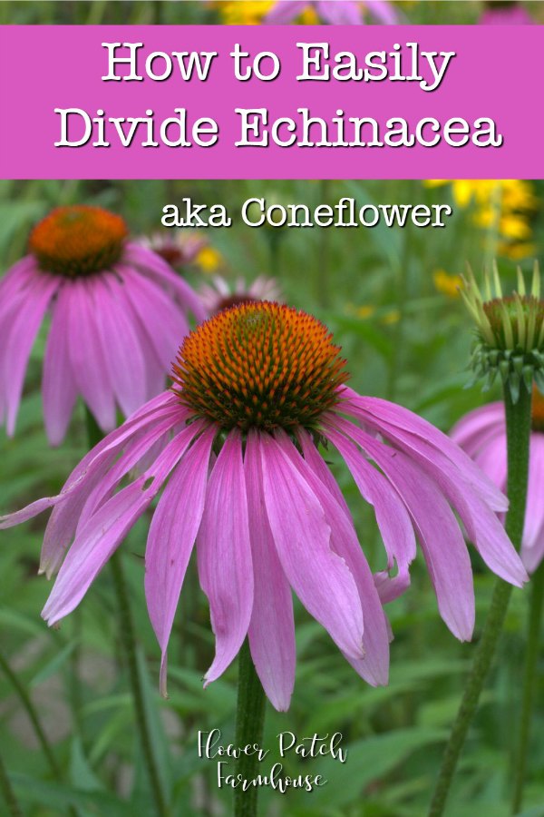 Purple coneflower with text overlay, easily divide echinacea aka coneflower, flower patch farmhouse