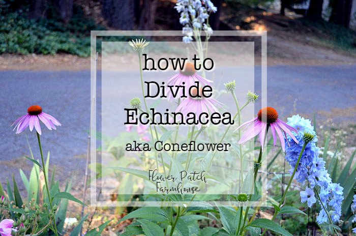 easy How to Divide Echinacea Coneflower