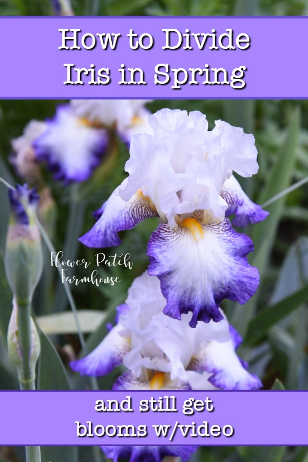 How To Divide Iris In Spring Flower Patch Farmhouse,Crochet Fingerless Gloves
