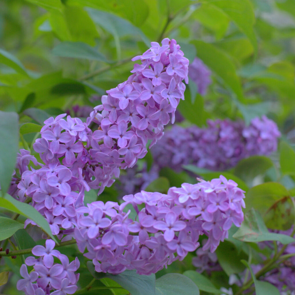 Lilac blooms