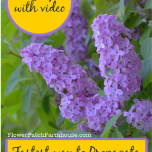 Lilacs with text overlay, Fastest way to propagate Lilacs