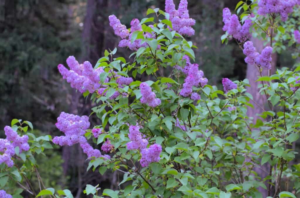 You can Propagate Lilacs from Suckers