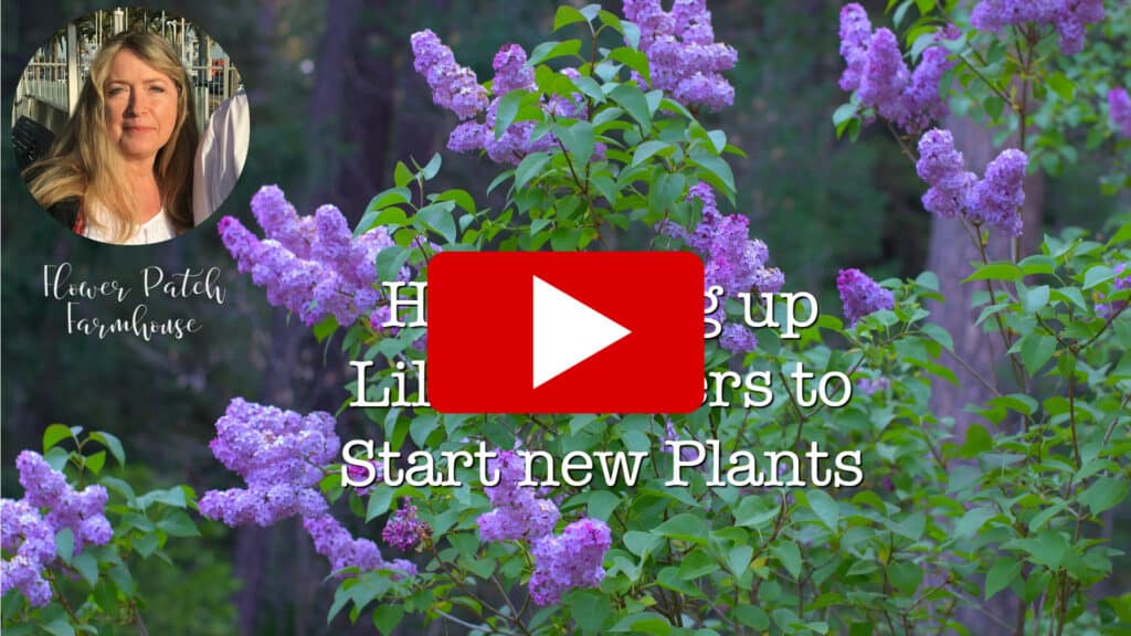 propagate lilacs from suckers video