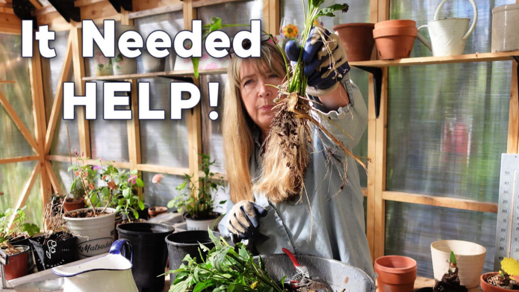 woman holding echinacea division with text overlay that reads: It Needed Help