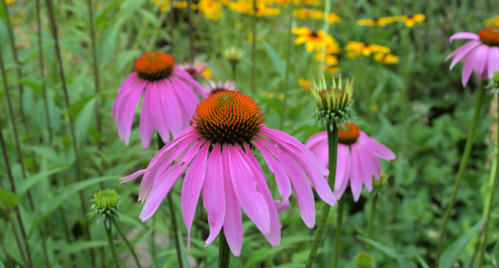 purple coneflower growing in the garden