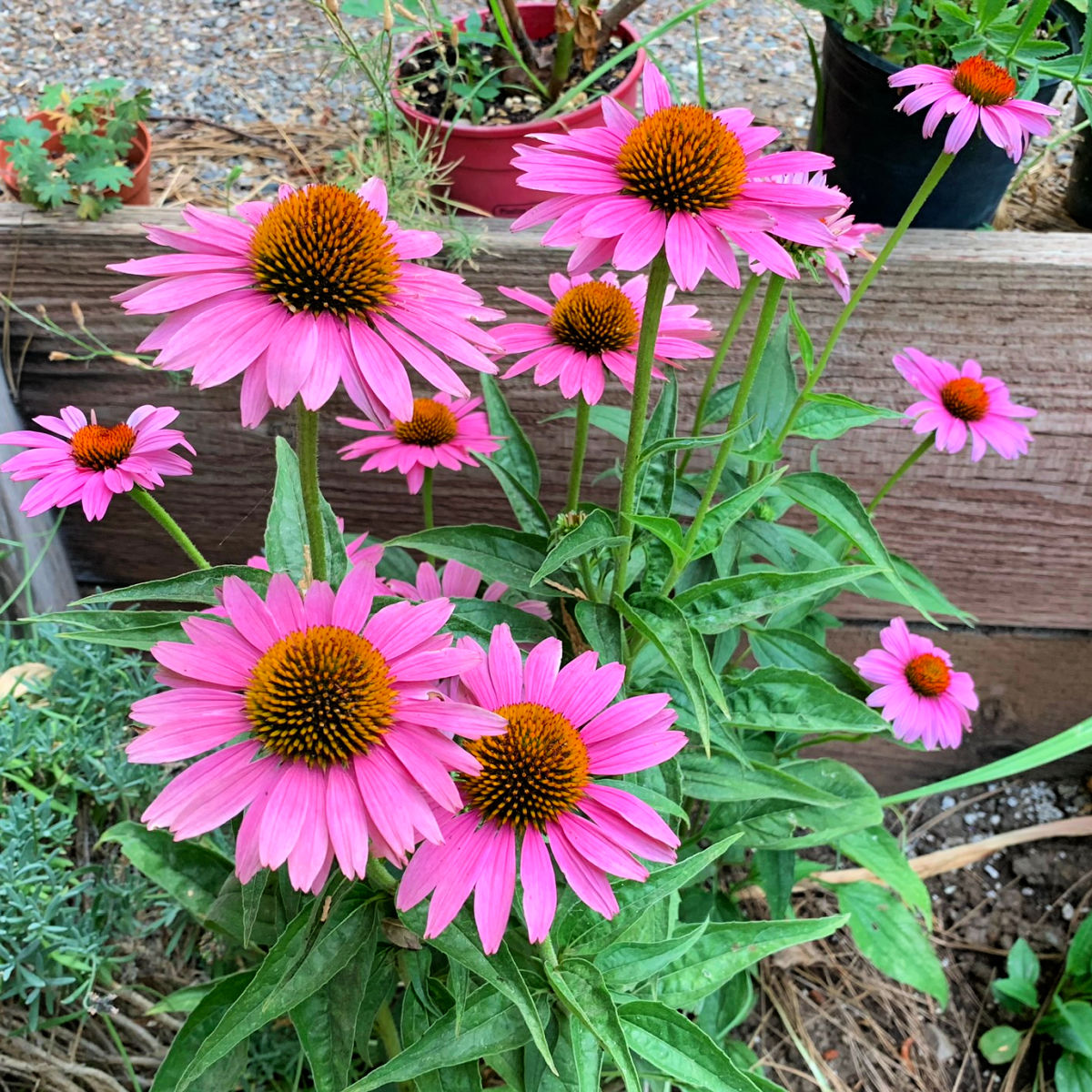 echinacea in the garden, purple coneflower