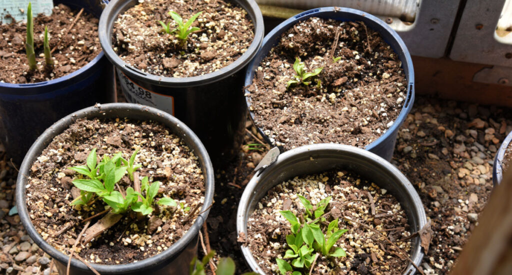 pots of echinacea purple coneflower divisions in a greenhouse showing new growth