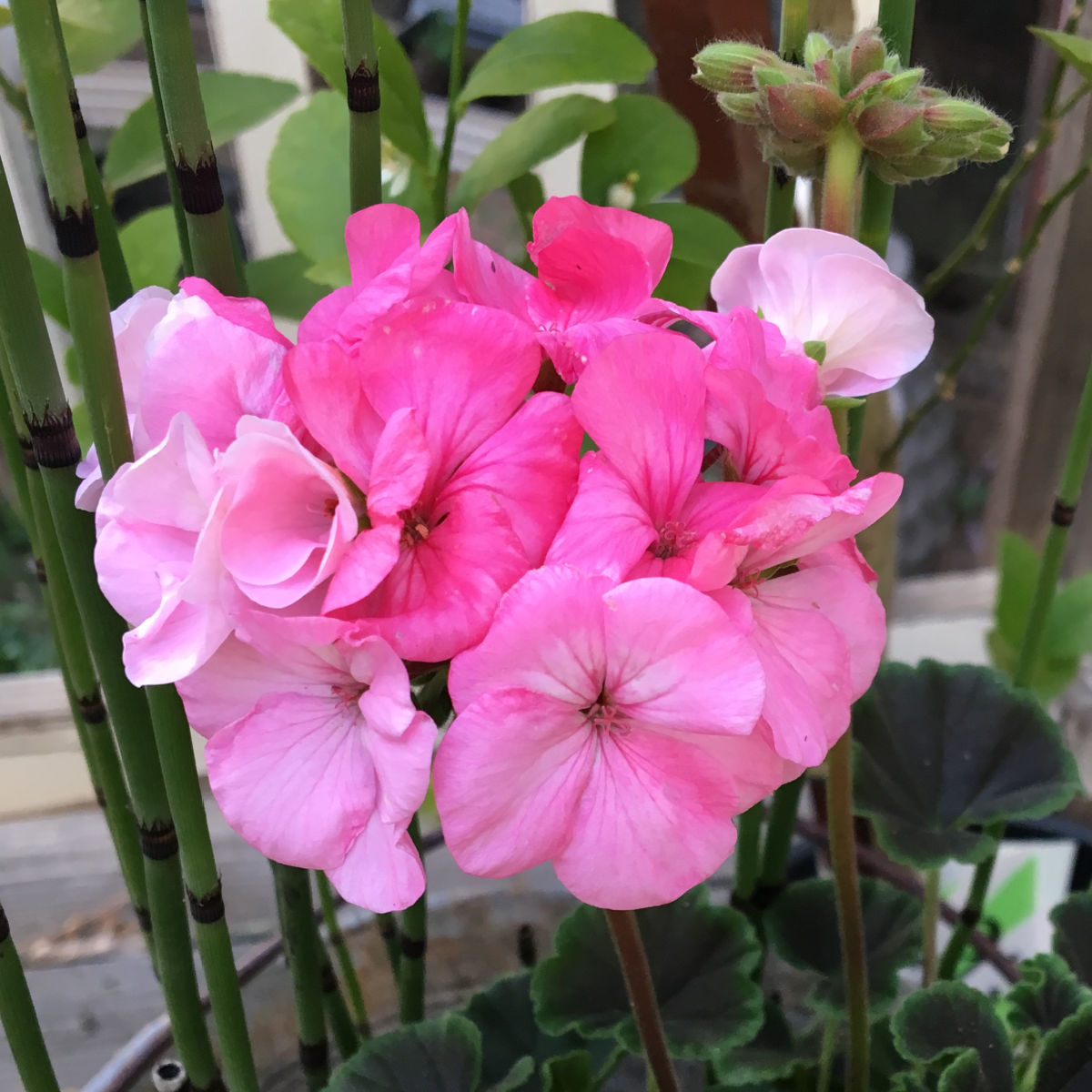 pink geraniums pelargonium flowers close up
